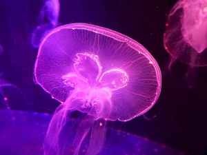 Фонтана младости: Наука вечне младости