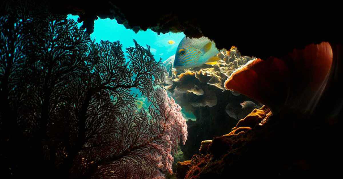 Неустрашиви борци са морских обала: Аустралија, 2-4