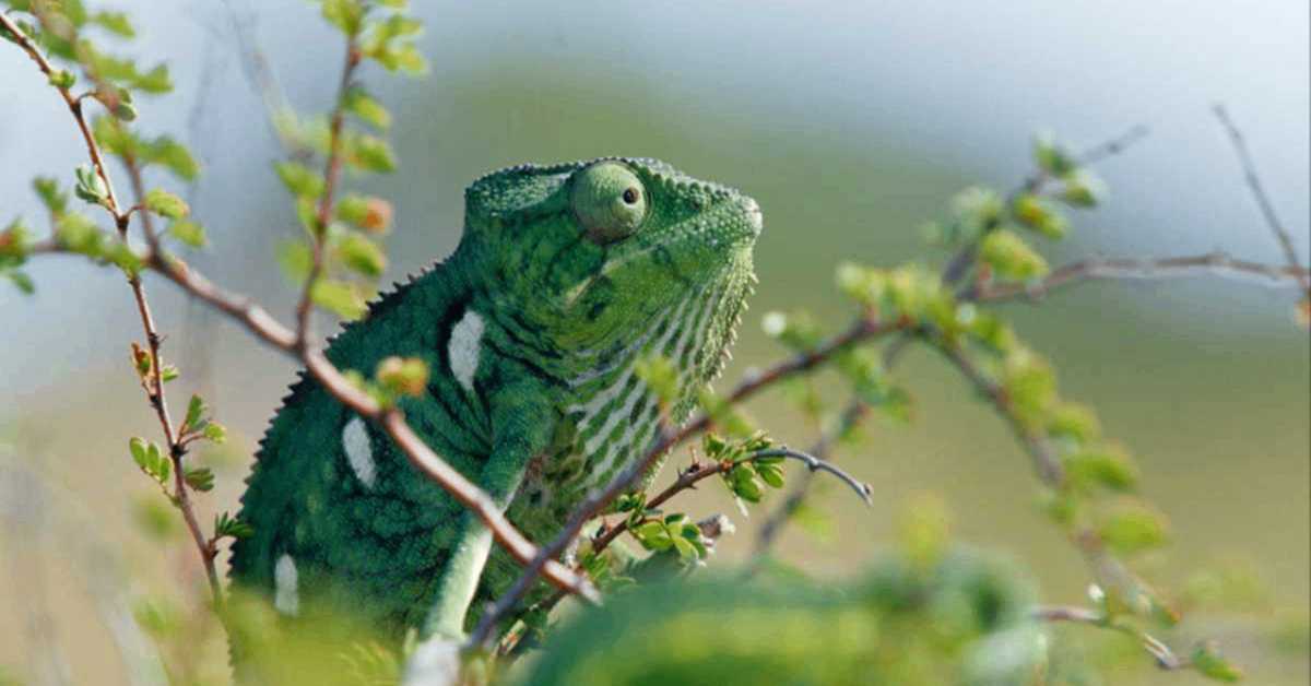 Мадагаскар или велики карневал камелеона	