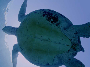 Чувари Великог коралног гребена: Морски џинови, 3-3