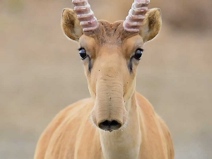 Ружне лепотице животињског света: Адути немилости, 1-2