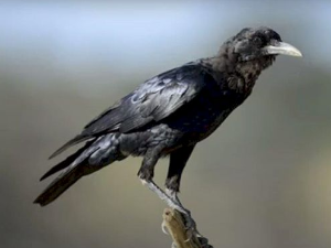 Еко минијатуре: Зоофобија