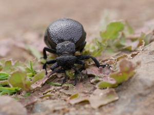 Еко минијатуре: Зоофобија