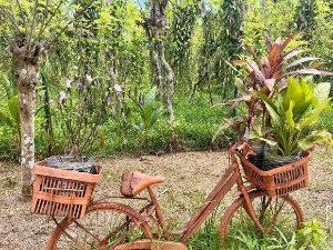 Еко минијатуре/ биљке као зачини-Жалфија, лаванда и смиље