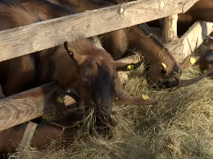  Како је једна Војвођанка равницу заменила златиборским селом 