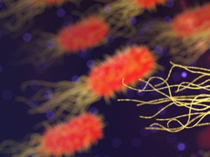 Научници открили - бактерије у нашим цревима имају много већу улогу него што смо мислили