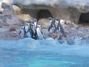 Четири зета стигла у Београд – зоолошки врт богатији за четири пингвина