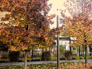 После хладног јутра, топао новембарски дан – температура и до 23 степена 