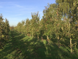 РТС у Пољској - европски фондови помогли у извозу хране, шта квари идилу  