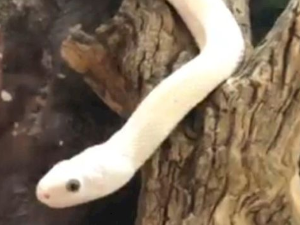 Еко минијатуре: Зоофобија