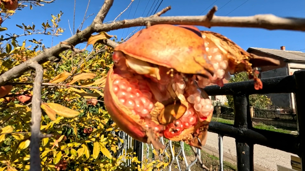 Четири хектара чуда природе – оаза егзотичног биља у Селишту код Велике Дренове