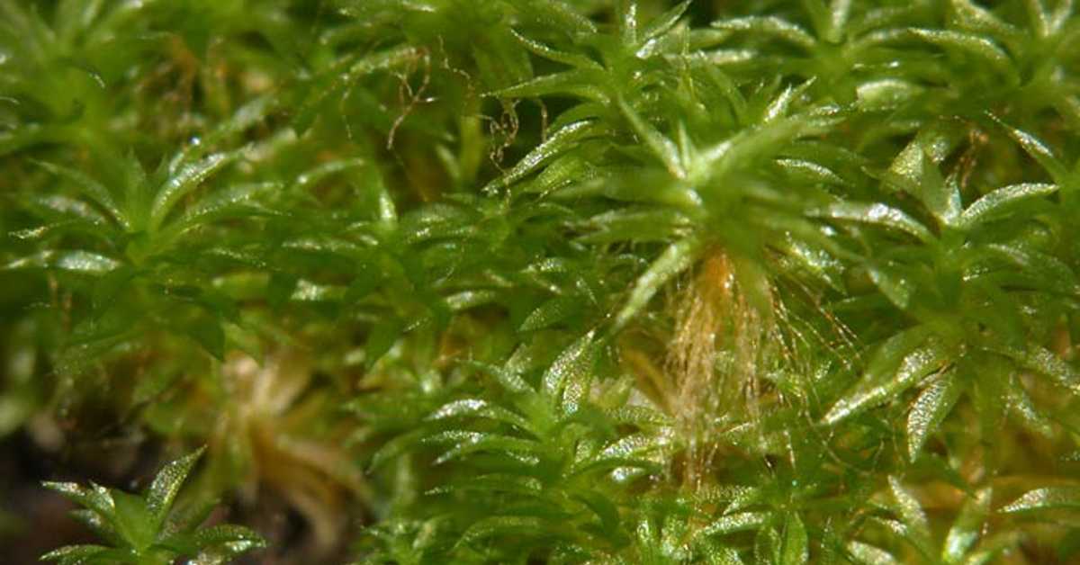 Маховина у свемиру: споре преживеле деветомесечно путовање ван МСС