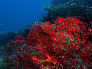 Тајна оаза на дну Тихог океана