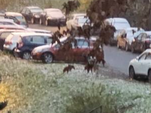 Забелео се Београд, снег се задржава на коловозу у подавалским насељима