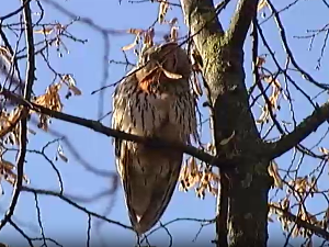 Корак ка науци