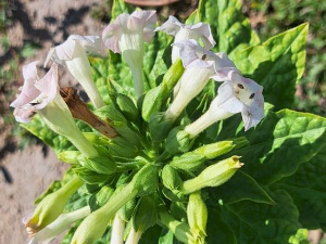 Путеви и историја дувана у Прилепу