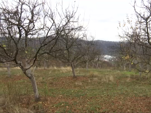 Kако припремити воћњаке пред зиму 