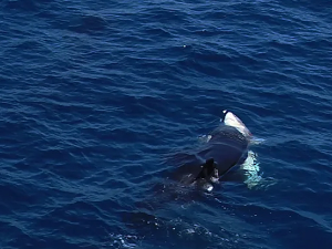 Орке примећене како примењују нову технику лова на беле ајкуле – обрћу их на леђа и једу им сочне јетре