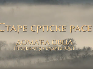 Еко минијатуре/ старе српске расе-Домаћа овца, пројекат за будућност