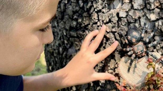 Еко минијатуре: Зоофобија