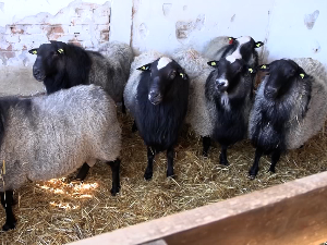 Романовске овце у Богатићу  