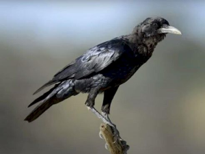 Еко минијатуре: Зоофобија