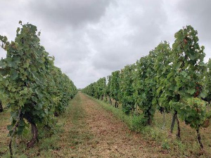 Паноникум: Скривено благо у чаши вина