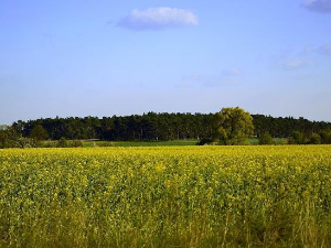 Јутарњи програм из три студија