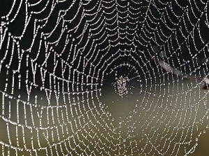 Тихомир Стефановић: Сто седамдесет први