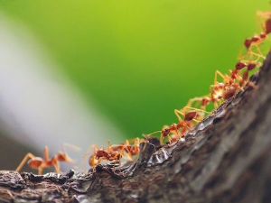 Еко минијатуре: Зоофобија