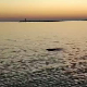 Венеција опет има необичног посетиоца: после делфина Мима, у лагуни виђена и фока