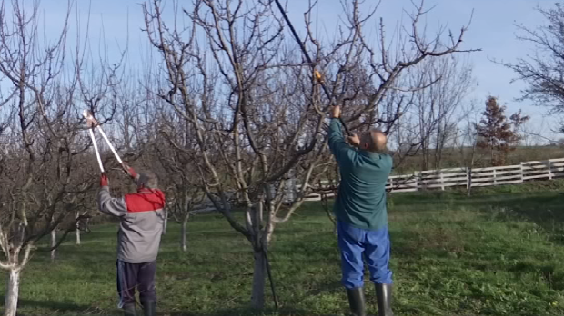 Орезивање воћа
