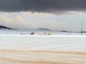 Снег у  Саудијској Арабији – зимске чаролије у пустињи