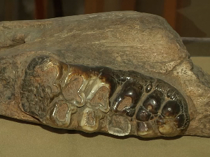 Мамути, жирафе и антилопе из Пребрезе код Блаца – подручје Глувог потока заштићено као споменик од изузетног значаја 