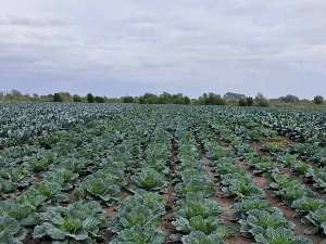 Производња купусњача све скупља и неизвеснија