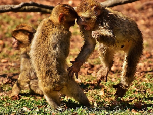 Грегори Бејтсон: Теорија игре и фантазије (1)