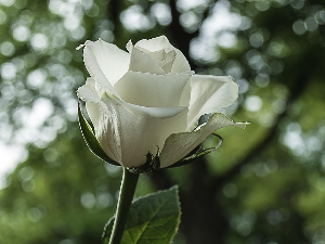 Винил – Некад цвале беле руже