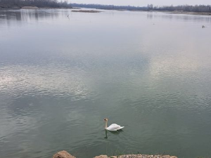 Квадратура круга: Зашто је Богатић устао
