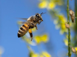 Еко минијатуре: Зоофобија