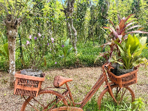 Еко минијатуре: Лековито биље - босиљак