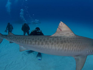 Мира Адања Полак: Ексклузивно – Лако је са ајкулама