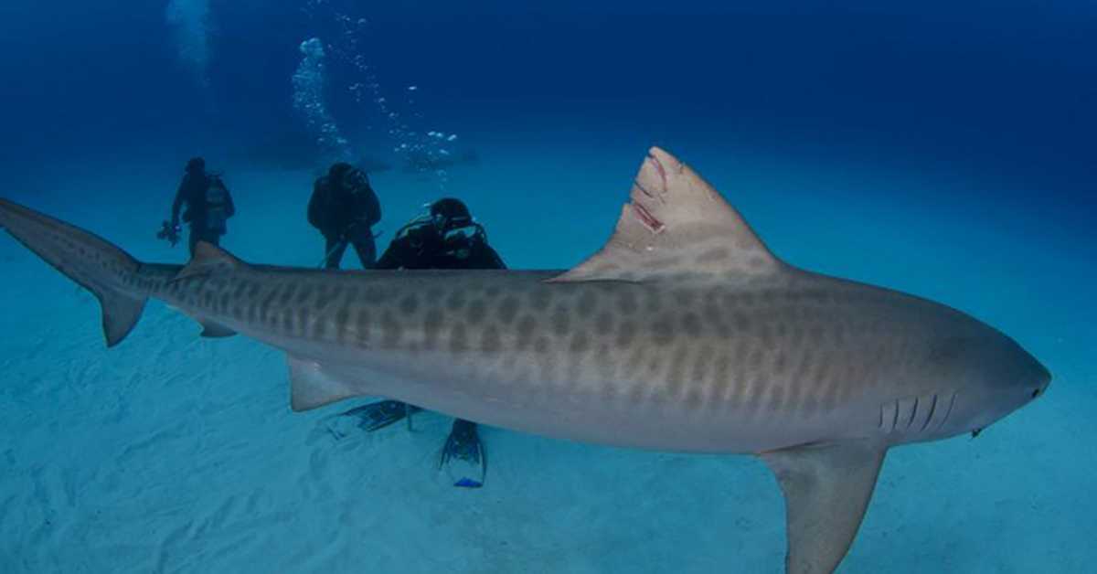 Мира Адања Полак: Ексклузивно – Лако је са ајкулама