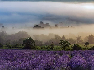 Палета културног наслеђа	: Пигмалион Tамњаница у Београду