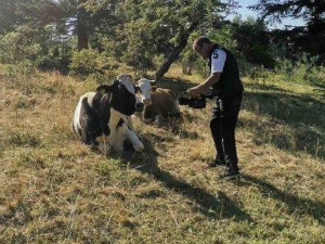 Еко перспективе: Чудновата судбина кравице Славице