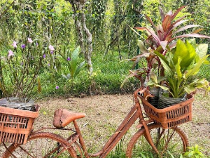 Еко минијатуре: Лековито биље - валеријана