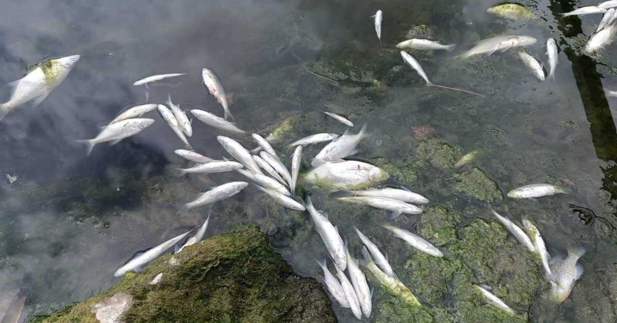 Помор рибе у Савском рукавцу