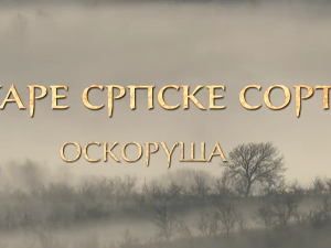 Еко минијатуре/ старе српске сорте-Оскоруша