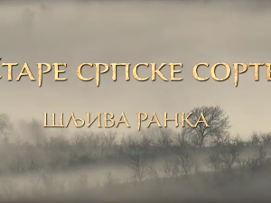 Еко минијатуре/ старе српске сорте-Шљива Ранка