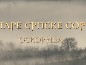  Еко минијатуре/ старе српске сорте-Оскоруша