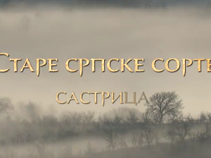 Еко минијатуре/ старе српске сорте-Састрица